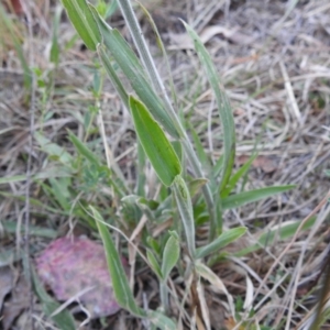 Holcus lanatus at Tuggeranong, ACT - 2 Nov 2023