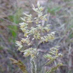 Holcus lanatus at Tuggeranong, ACT - 2 Nov 2023 05:51 PM