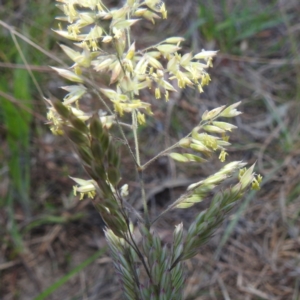 Holcus lanatus at Tuggeranong, ACT - 2 Nov 2023 05:51 PM