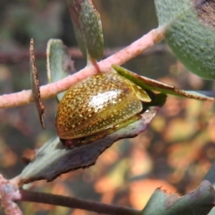 Paropsisterna cloelia (Eucalyptus variegated beetle) at Tuggeranong, ACT - 2 Nov 2023 by HelenCross