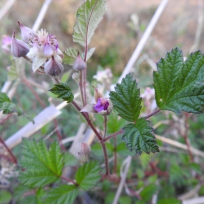 Rubus parvifolius (Native Raspberry) at Tuggeranong, ACT - 2 Nov 2023 by HelenCross