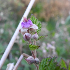 Rubus parvifolius at Tuggeranong, ACT - 2 Nov 2023