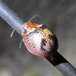 Paropsisterna laesa species complex at Tuggeranong, ACT - 2 Nov 2023 07:16 PM