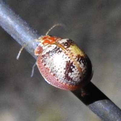 Paropsisterna laesa (Laesa leaf beetle) at Tuggeranong, ACT - 2 Nov 2023 by HelenCross