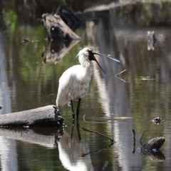 Platalea regia (Royal Spoonbill) at Urunga, NSW - 2 Nov 2023 by Rixon