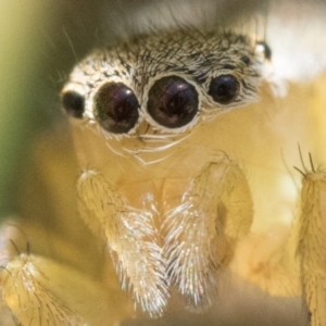 Maratus hesperus at Rendezvous Creek, ACT - 29 Oct 2023