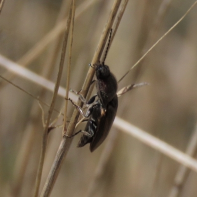 Elateridae (family) (Unidentified click beetle) at Dry Plain, NSW - 30 Sep 2023 by AndyRoo