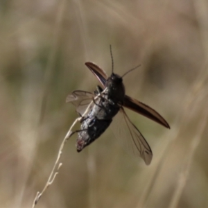 Elateridae sp. (family) at Dry Plain, NSW - 30 Sep 2023