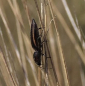 Elateridae sp. (family) at Dry Plain, NSW - 30 Sep 2023