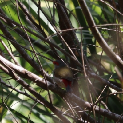 Neochmia temporalis (Red-browed Finch) at Urunga, NSW - 2 Nov 2023 by Rixon