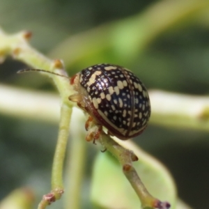 Paropsis pictipennis at Tuggeranong, ACT - 2 Nov 2023