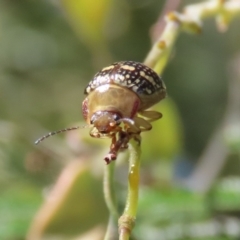 Paropsis pictipennis at Tuggeranong, ACT - 2 Nov 2023