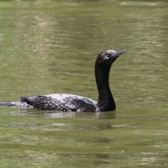 Phalacrocorax sulcirostris (Little Black Cormorant) at Tuggeranong, ACT - 2 Nov 2023 by RodDeb