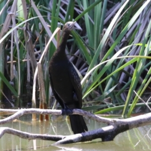 Phalacrocorax sulcirostris at Tuggeranong, ACT - 2 Nov 2023 02:14 PM