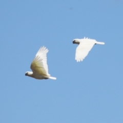 Cacatua sanguinea at Tuggeranong, ACT - 2 Nov 2023