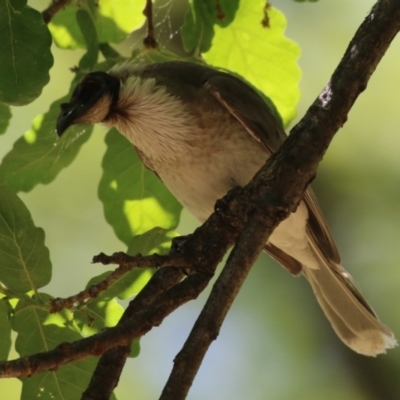 Philemon corniculatus (Noisy Friarbird) at Tuggeranong, ACT - 2 Nov 2023 by RodDeb