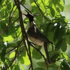 Philemon corniculatus at Tuggeranong, ACT - 2 Nov 2023 02:35 PM