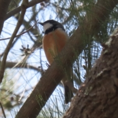 Pachycephala rufiventris (Rufous Whistler) at Point Hut to Tharwa - 2 Nov 2023 by RodDeb