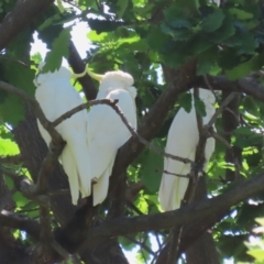 Cacatua galerita (Sulphur-crested Cockatoo) at Tuggeranong, ACT - 2 Nov 2023 by RodDeb