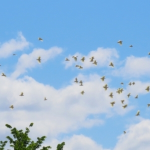 Cacatua galerita at Tuggeranong, ACT - 2 Nov 2023