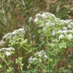 Conium maculatum (Hemlock) at Stromlo, ACT - 1 Nov 2023 by Harrisi