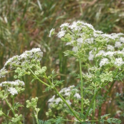 Conium maculatum (Hemlock) at Stromlo, ACT - 1 Nov 2023 by Harrisi