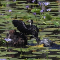 Microcarbo melanoleucos (Little Pied Cormorant) at Urunga, NSW - 2 Nov 2023 by Rixon