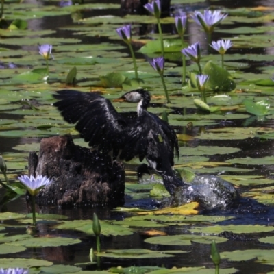 Microcarbo melanoleucos (Little Pied Cormorant) at Urunga, NSW - 2 Nov 2023 by Rixon