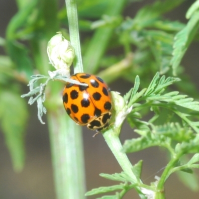 Harmonia conformis (Common Spotted Ladybird) at Cotter Reserve - 1 Nov 2023 by Harrisi