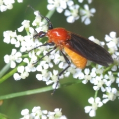 Bibio imitator (Garden maggot) at Stromlo, ACT - 1 Nov 2023 by Harrisi