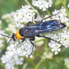 Ferreola handschini (Orange-collared Spider Wasp) at Stromlo, ACT - 1 Nov 2023 by Harrisi