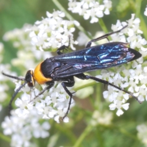 Ferreola handschini at Stromlo, ACT - 1 Nov 2023 01:30 PM