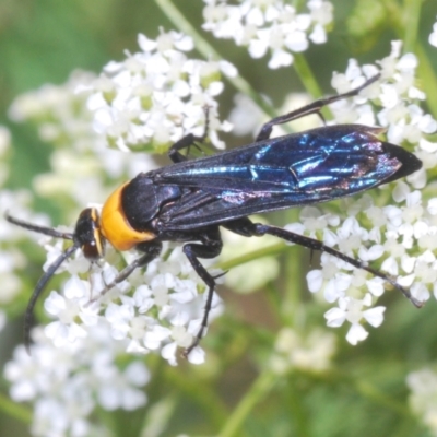 Ferreola handschini (Orange-collared Spider Wasp) at Cotter Reserve - 1 Nov 2023 by Harrisi