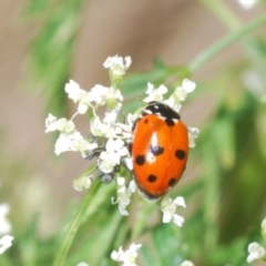 Hippodamia variegata (Spotted Amber Ladybird) at Cotter Reserve - 1 Nov 2023 by Harrisi