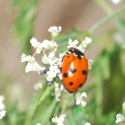 Hippodamia variegata (Spotted Amber Ladybird) at Stromlo, ACT - 1 Nov 2023 by Harrisi