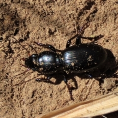 Promecoderus sp. (genus) (Predaceous ground beetle) at Dry Plain, NSW - 30 Sep 2023 by AndyRoo