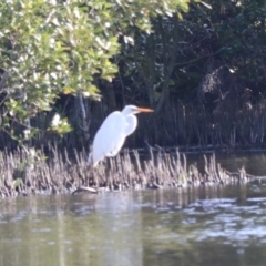 Ardea alba (Great Egret) at West Ballina, NSW - 2 Nov 2023 by Rixon