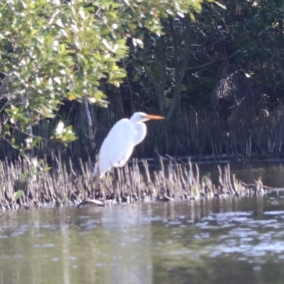 Ardea alba (Great Egret) at West Ballina, NSW - 2 Nov 2023 by Rixon