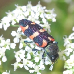 Castiarina sexplagiata (Jewel beetle) at Stromlo, ACT - 1 Nov 2023 by Harrisi