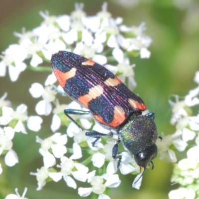 Castiarina sexplagiata (Jewel beetle) at Cotter Reserve - 1 Nov 2023 by Harrisi