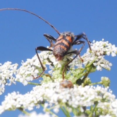 Aridaeus thoracicus (Tiger Longicorn Beetle) at Cotter Reserve - 1 Nov 2023 by Harrisi