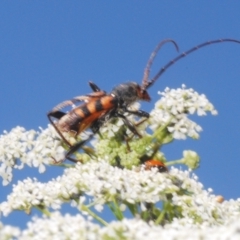 Aridaeus thoracicus at Stromlo, ACT - 1 Nov 2023