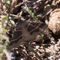 Antasia flavicapitata (Yellow-headed Heath Moth (Oenochrominae)) at Dry Plain, NSW - 30 Sep 2023 by AndyRoo