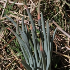 Bulbine glauca (Rock Lily) at Dry Plain, NSW - 30 Sep 2023 by AndyRoo