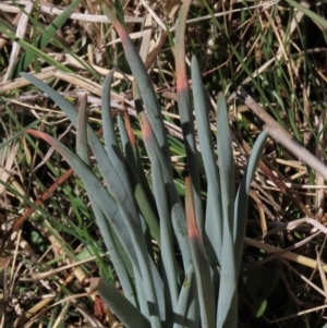 Bulbine glauca at Dry Plain, NSW - 30 Sep 2023