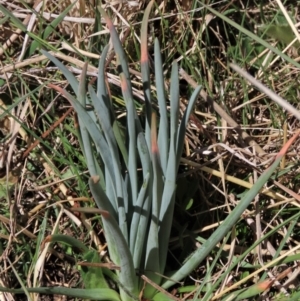 Bulbine glauca at Dry Plain, NSW - 30 Sep 2023