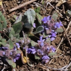 Ajuga australis (Austral Bugle) at Dry Plain, NSW - 30 Sep 2023 by AndyRoo