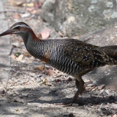 Gallirallus philippensis (Buff-banded Rail) at Capalaba, QLD - 2 Nov 2023 by TimL