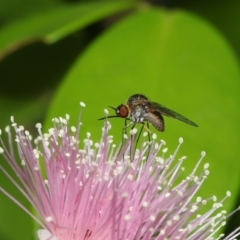 Geron sp. (genus) at Capalaba, QLD - 2 Nov 2023 by TimL