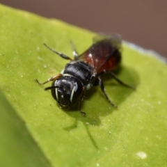 Hylaeus (Prosopisteron) littleri at Jerrabomberra, NSW - 2 Nov 2023